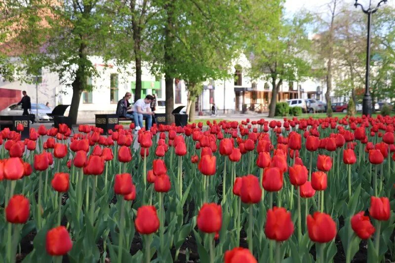 Тюльпаны новороссийск