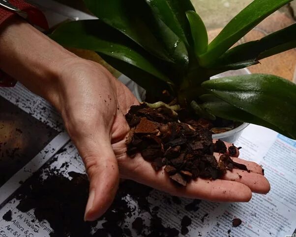 Transplant Orchids. Healthy Plant Roots. Healthy Roots of Orchids. Stock Photo -