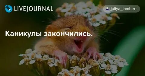 Каникулы закончились картинки