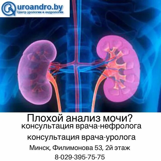 Медицина почки. Врачи доктора уролог нефролог. Чем отличается нефролог от уролога врача. Чем отличается нефролог от уролога врача. Чем отличается нефролог от уролога врача.