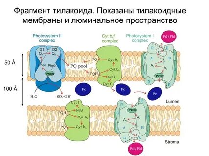 Тилакоид фотосинтез