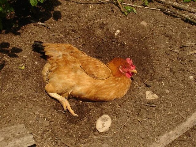 Chicken dust