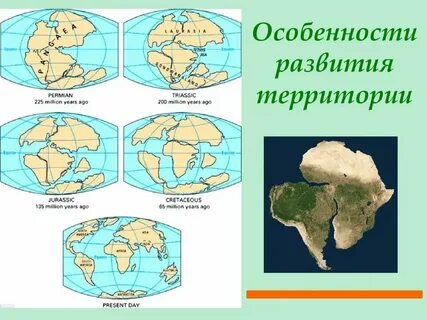 Растительный мир разных районов земли