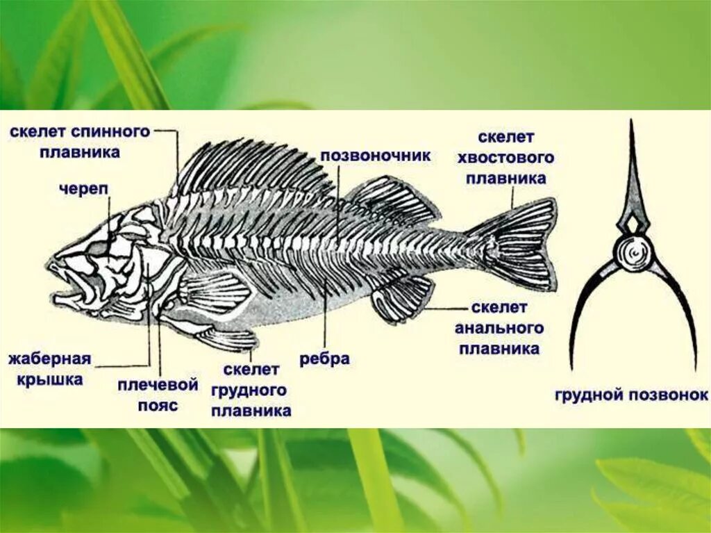 Рыба хвостовой отдел позвоночника. Строение скелета речного окуня. Хордовые костные рыбы строение. Опорно двигательная система система рыб. Скелет костистой рыбы Речной окунь биология 7 класс.