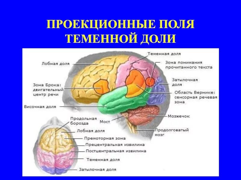 Функциональные центры теменной доли. Височно-теменной узел мозга. Центры теменной доли мозга. Задние доли мозга