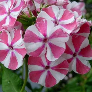 Флокс белый с розовой серединкой