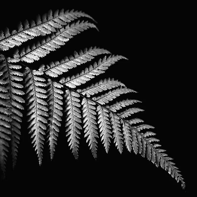 Fern art