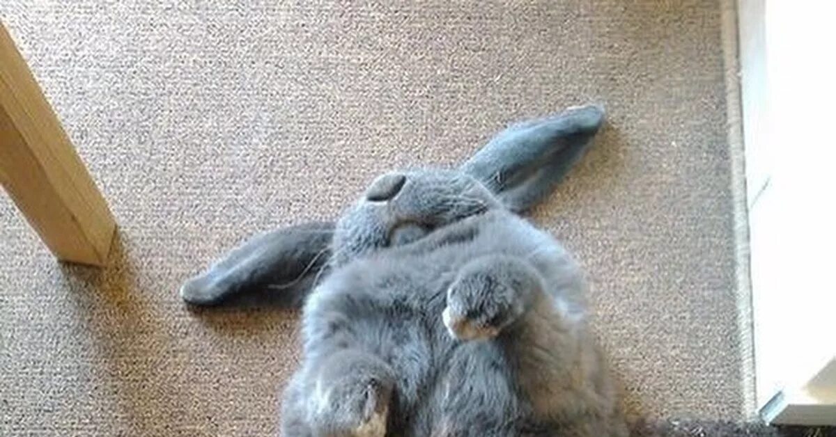 Уставший заяц. Заяц лежит. Спящий Зайка. Кролик кайфует.