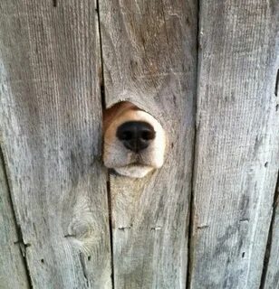 Dog hole