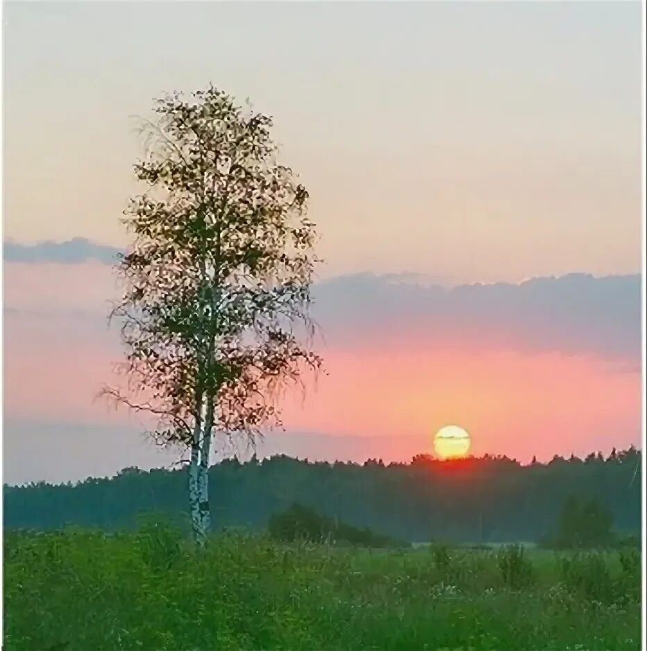 Ленинская березка. Рассвет березы. Одинокая береза. Одинокая Березка в поле. Две березы.