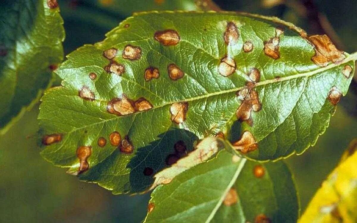 Plant disease. Альтернариоз (сухая пятнистость). Альтернариоз Свидина. Фитофтороз, альтернариоз. Бурая пятнистость Филлостиктоз яблони.