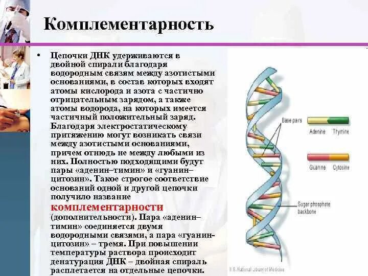 12 цепей днк. Комплементарность двух цепей ДНК обусловлена:. Комплементарность для 2 цепи ДНК. Комплементарная цепочка ДНК. Двойная спираль ДНК комплементарность.