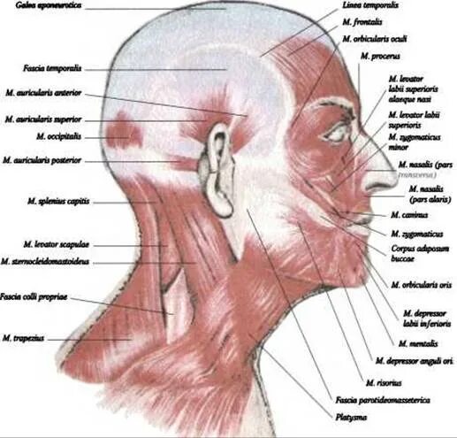 Массаж апоневроза головы. Надчерепная мышца головы. Черепной апоневроз. Мышцы апоневроза головы. Апоневроз головы анатомия.