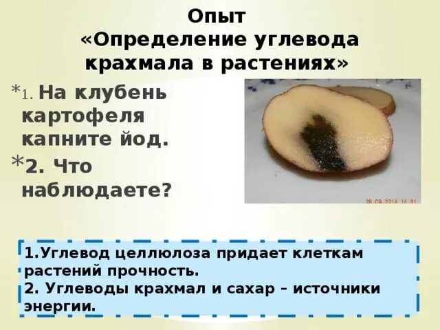 Какой химический картофеля. Крахмал в картофеле опыт с йодом. Опыт обнаружение крахмала в картофеле. Опыт с картофелем и йодом. Выявление крахмала в картофеле.