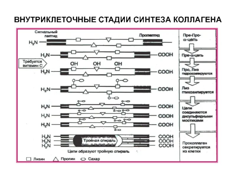 Внутриклеточный Синтез коллагена схема. Схема этапов синтеза коллагена. Схема внутриклеточного этапа синтеза коллагена. Основные этапы синтеза коллагена.