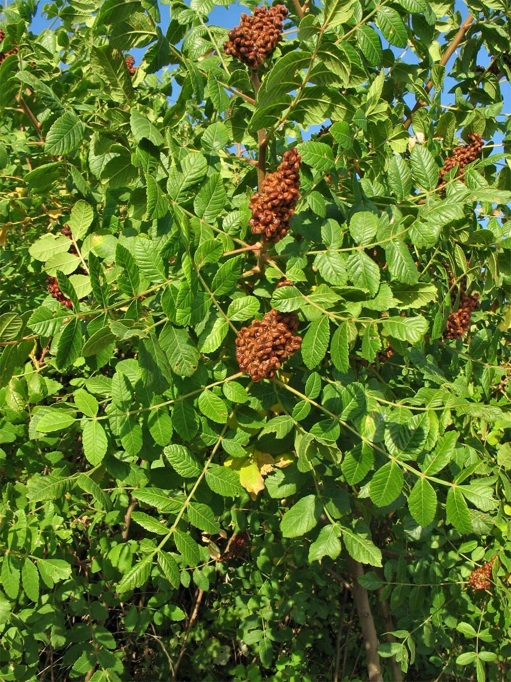 Сумах семена. Сумах дубильный. Rhus coriaria. Сумах дубильный кустарник. Семена сумаха дубильного.