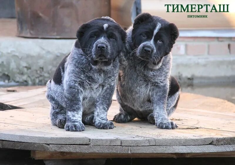 Саженцы декоративных деревьев. Где расположен питомник. Питомник саженцев. Питомник саженцев. Питомник собак.