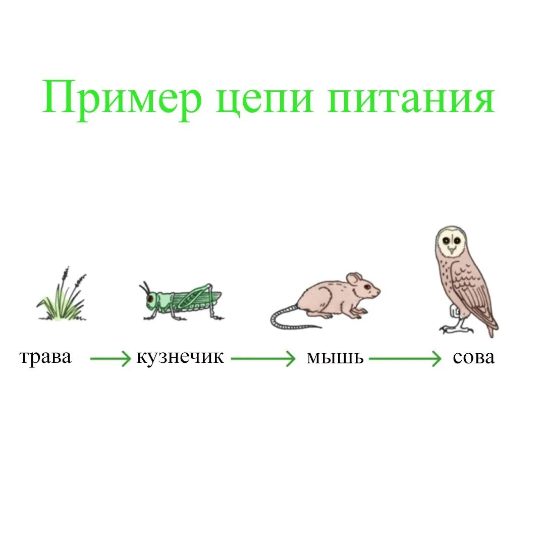 Рисунок цепь питания 5 класс. Схема пастбищной пищевой цепи. Пищевые Цепочки 5 класс биология. Пастбищная и детритная пищевые цепи. Цепи питания 5 кл биология.