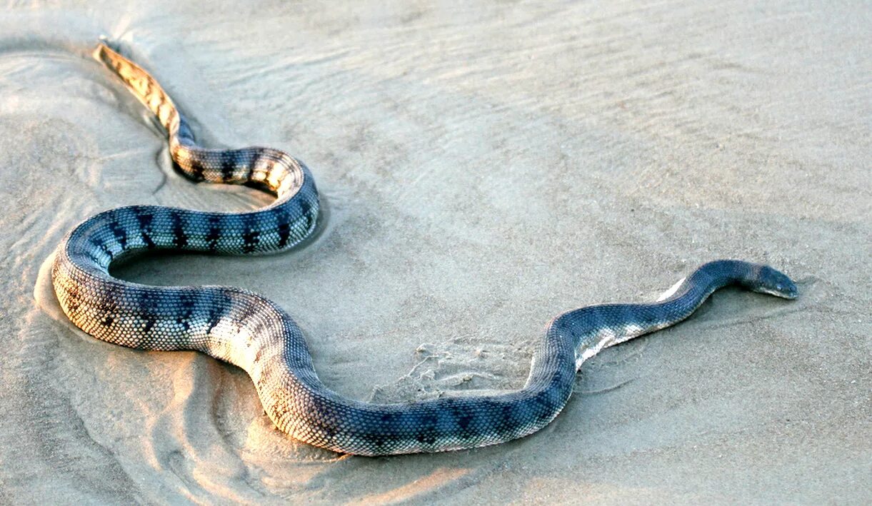 Какую среду обитания освоила песчаная змея. Морской Крайт змея. Морская змея ластохвост. Морская змея Белчера. Синий Крайт змея.