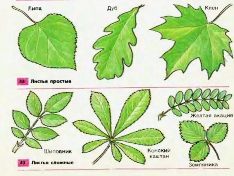 Картинки формы листьев