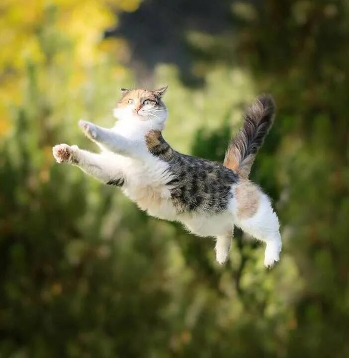 Песня птица гордая. Летающий кот. Кот в прыжке. Кошка в полёте. Кошка подпрыгивает.
