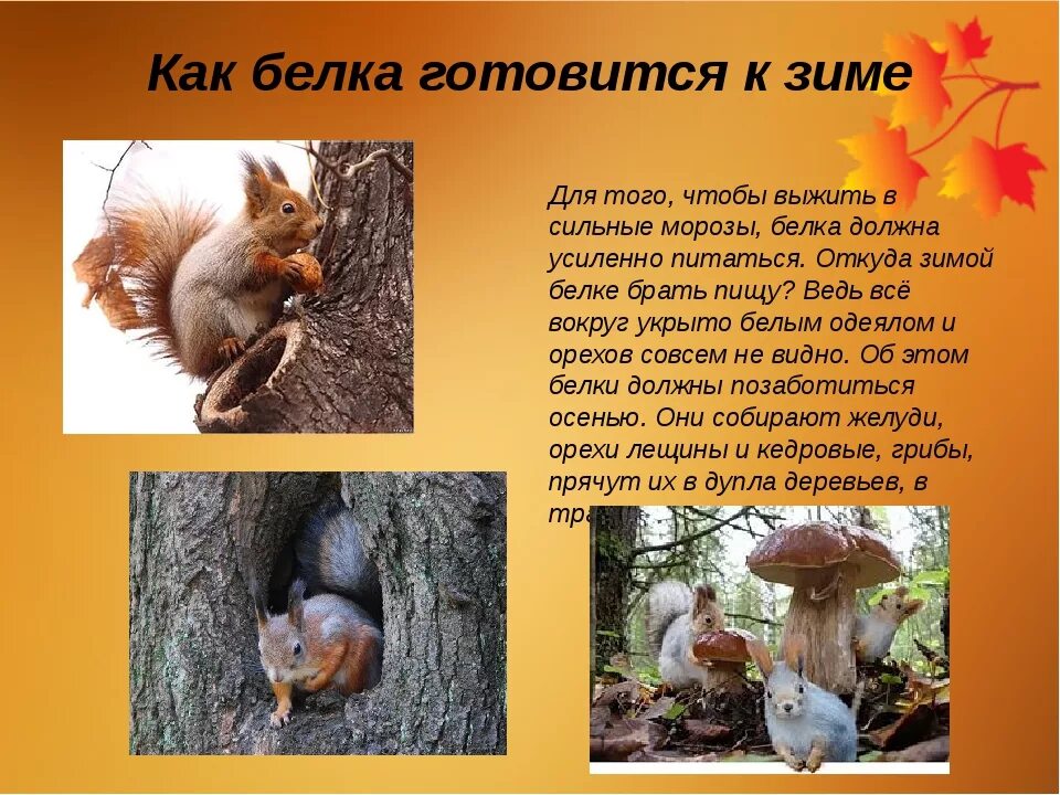Подготовить как животные. Как белка готовится к зиме. осенью животные готовятся к зиме. белки готовятся к зиме. как елка готовится к зиме.
