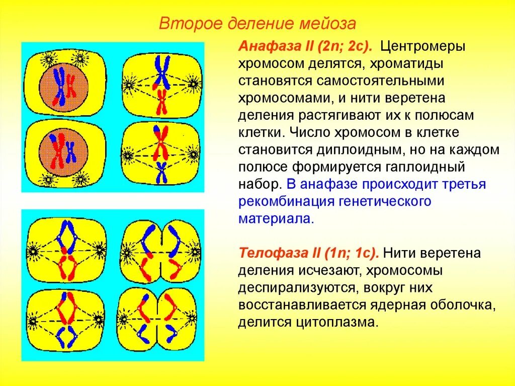 Анафаза 2 деления мейоза. Деление клетки мейоз анафаза 2. Метафаза мейоза 1 и 2. Метафаза мейоза II. При мейозе расхождение гомологичных хромосом происходит в