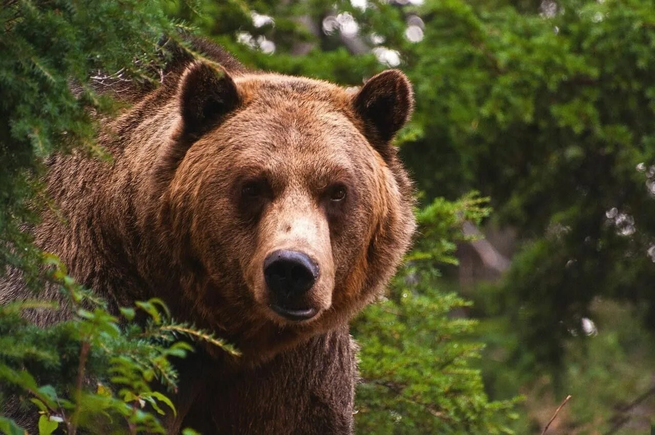 Сибирский бурый медведь. Северная Америка медведь Гризли. Гризли Grizzly, Гризли, медведь.. Бурый медведь в тайге.
