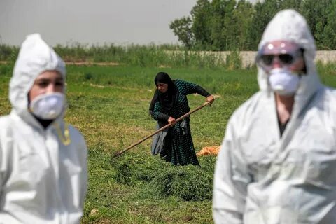 Воз объявила пандемию
