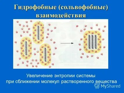 Гидрофобные связи в белке