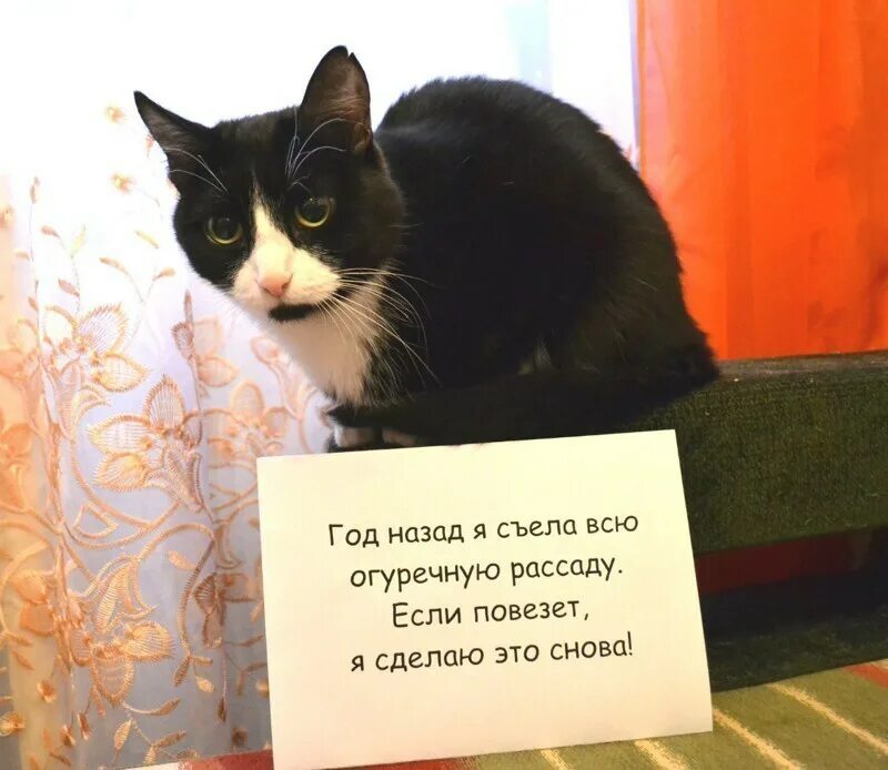 Не верь коту он ел