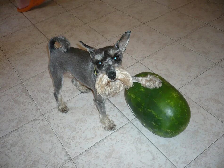 Можно ли собакам есть дыню. Собака с дыней. собака с дыней на голове. melon dog. собаке можно дыню.