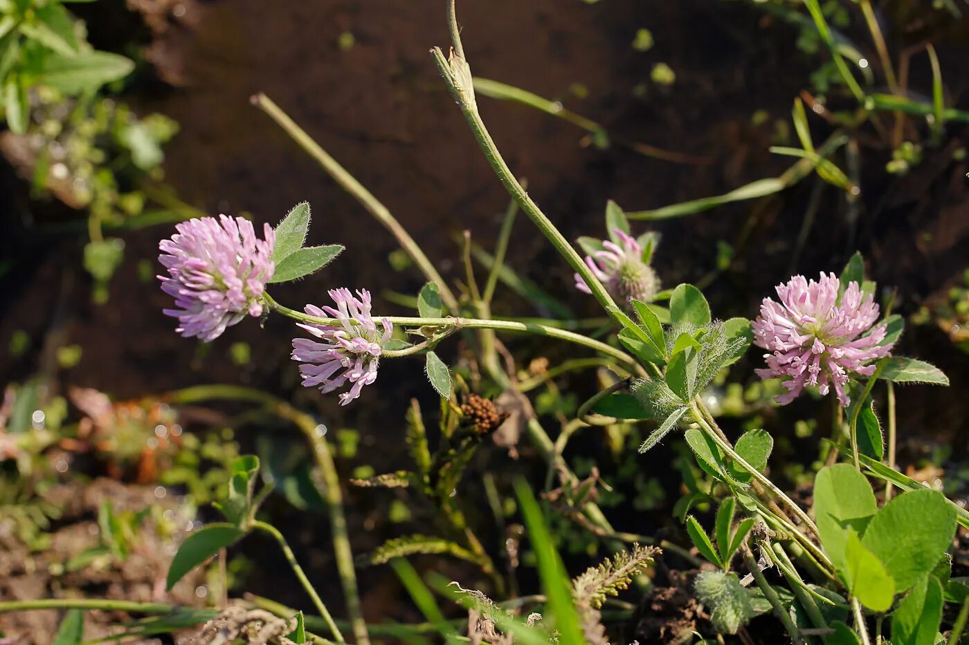 Клевер Луговой местообитание. Trifolium pratense. Таксоны клевера. Таксоны растений Клевер Луговой. Клевер луговой небольшое растение обычно его