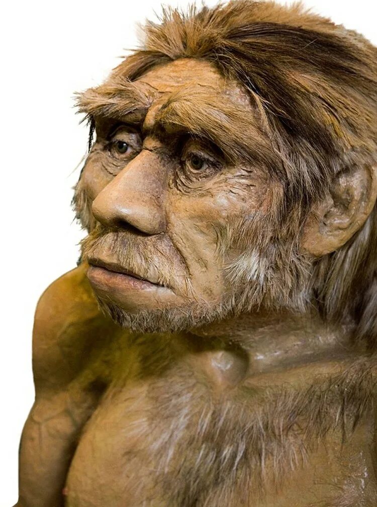 Хомо. Хомо сапиенс. Неандерталец (homo Neanderthalensis).