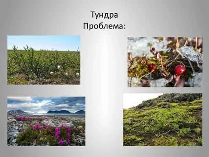 Как растения приспособились к жизни в тундре
