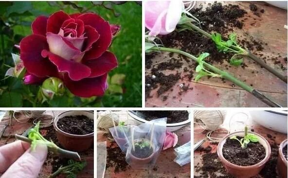 Как вырастить срезанную розу в домашних условиях. Розы из черенков в открытый грунт.