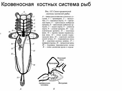 Кровообращение рыб схема