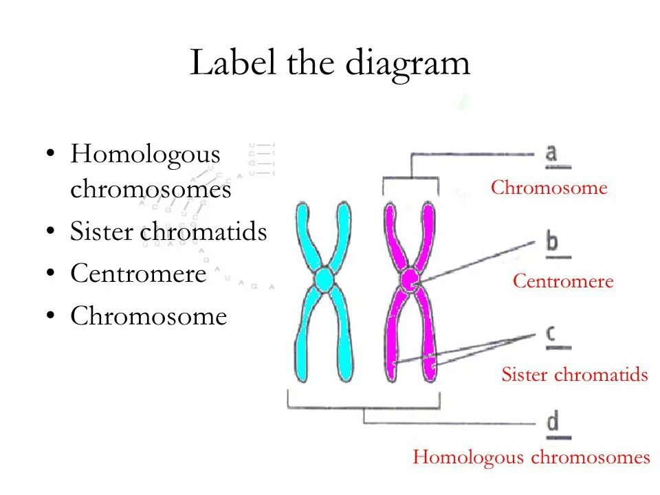 Label the diagram. Chromosome structure diagram. label the diagram chromosome. chromatid.