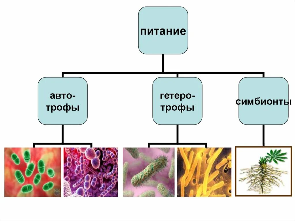 Питание бактерий прокариот. Организмы симбионты. Бактерии симбионты. Симбионты питание. Бактерии 7 класс.