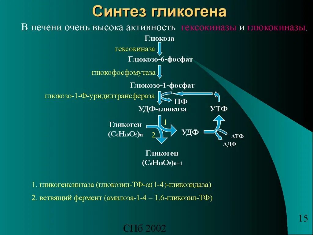 Синтез гликогена происходит