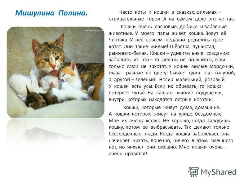 Понаблюдайте за своим домашним животным обратите