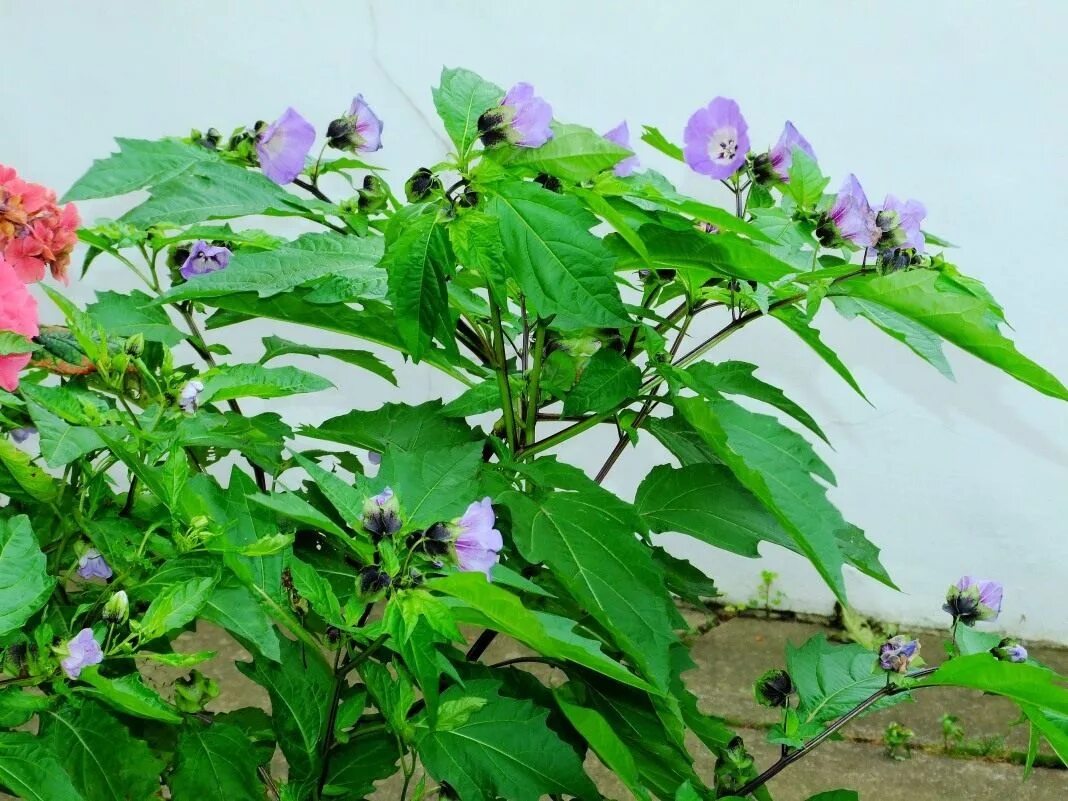 Никандра перуанская цветок. Никандра цветок. Цветок никандра физалисовидная. Никандра перуанская. Никандра физалисовидная.