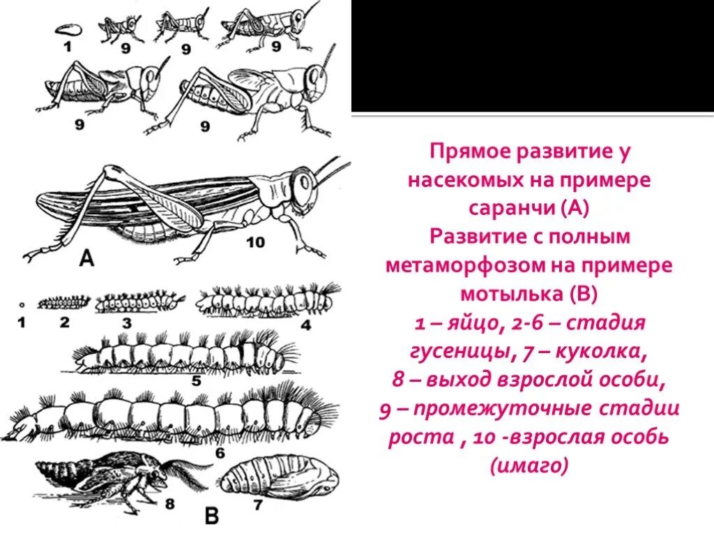 Какое развитие у саранчи. Цикл развития саранчи схема. Пример развития на примере насекомых. Этапы развития саранчи. Развитие с неполным превращением у саранчи.