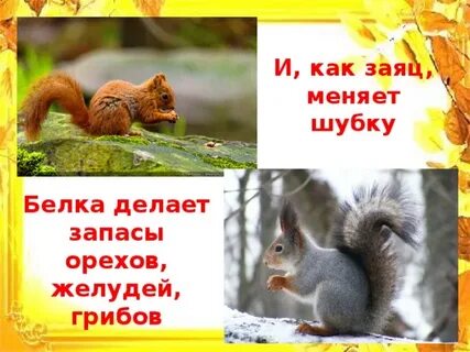 Белки меняют цвет зимой и летом