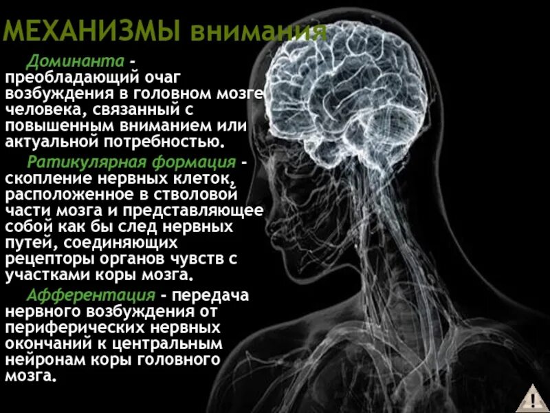 Повышает возбудимость нервной системы