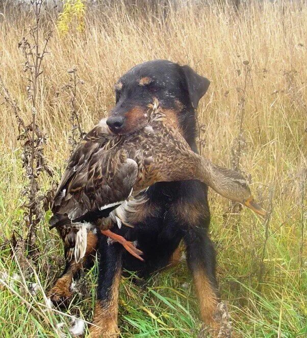 Покажи фотографии охотничьих собак Lost dog on the territory of the former base of the ORS, age 1 year, in need of