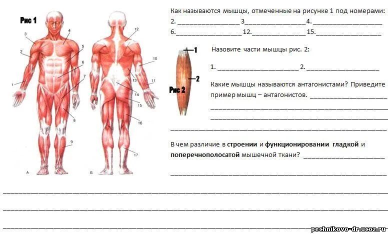 Класс мышцы. Тест по теме мышцы 8 класс биология. Мышцы туловища и конечностей 8 класс биология. Мышцы тела человека 8 класс биология. Мышечная система тест 8 класс.