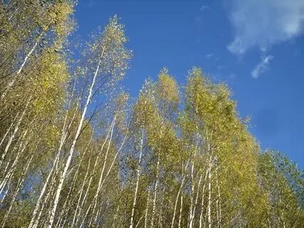 На верхушке березы качался золотой лист