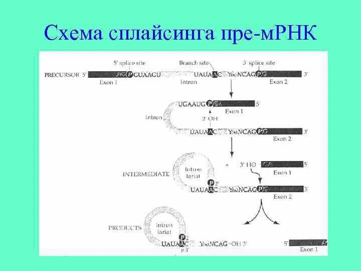 Схема процессинг м РНК. Сплайсинг пре МРНК. Схема сплайсинга. Схема сплайсинга пре-МРНК. Процессинг синтез