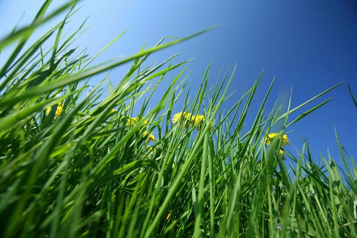 Трава. Зеленая травка. Природа зелень. Сочная трава. В поле давно уже зеленела
